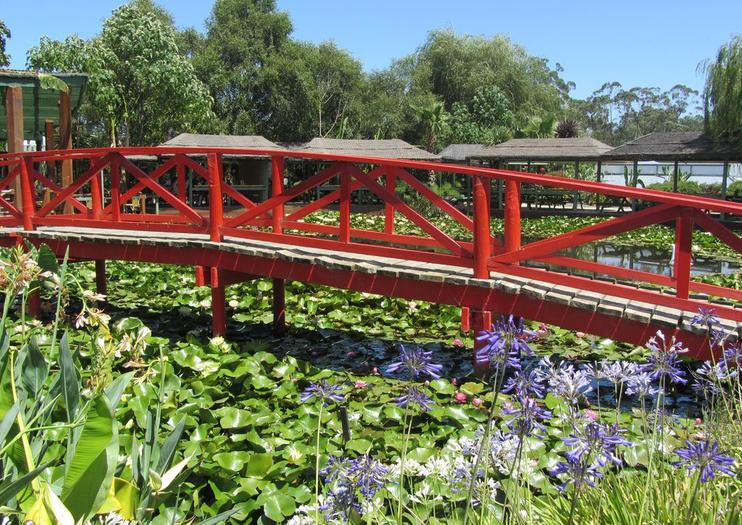 Blue Lotus Water Garden